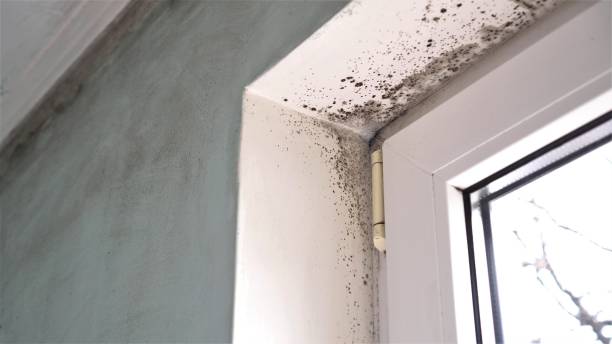 Trusted Winnie, TX Mold Removal Experts