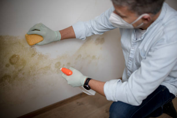 Best Residential Mold Removal  in Winnie, TX