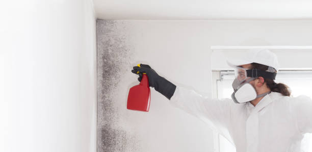 Best Certified Mold Removal  in Winnie, TX