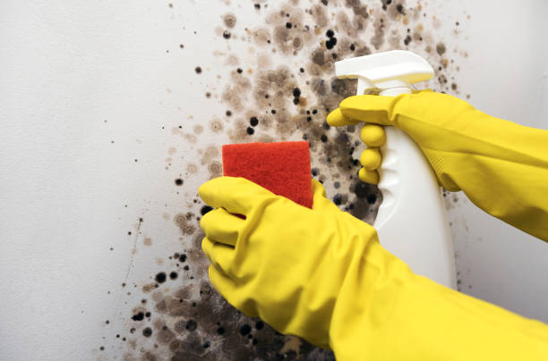 Best Mold Testing  in Winnie, TX