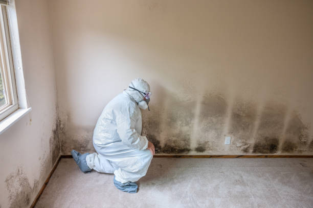 Best Mold Removal Near Me  in Winnie, TX