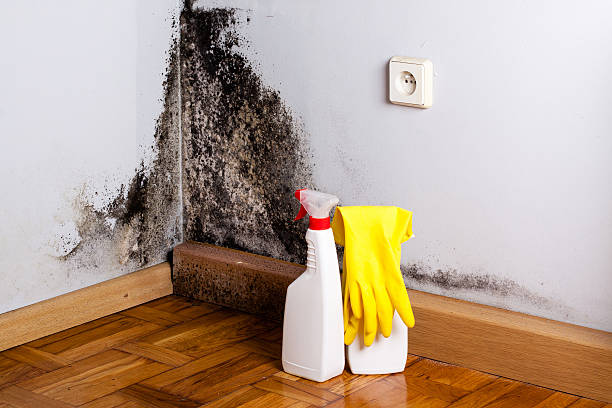 Best Crawl Space Mold Removal  in Winnie, TX