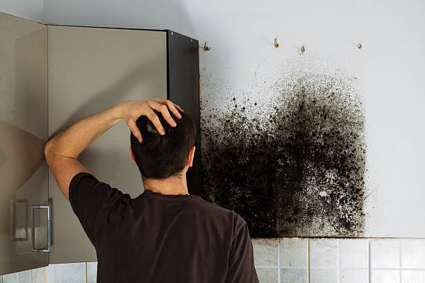 Best Mold Removal Near Me  in Winnie, TX