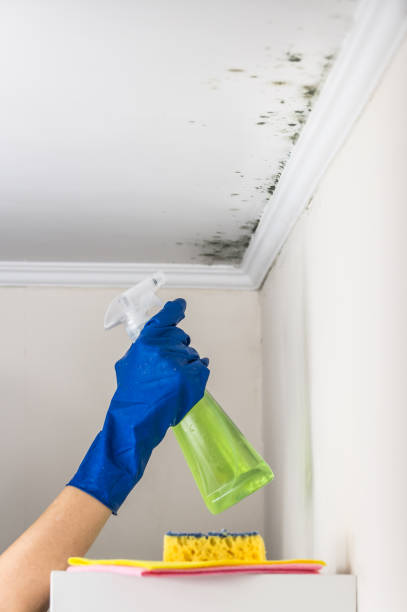 Best Residential Mold Removal  in Winnie, TX