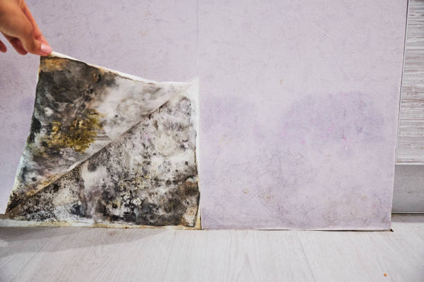 Best Certified Mold Removal  in Winnie, TX
